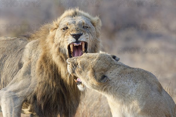 African lions (Panthera leo melanochaita), two adults, male and female, roaring face to face, ready