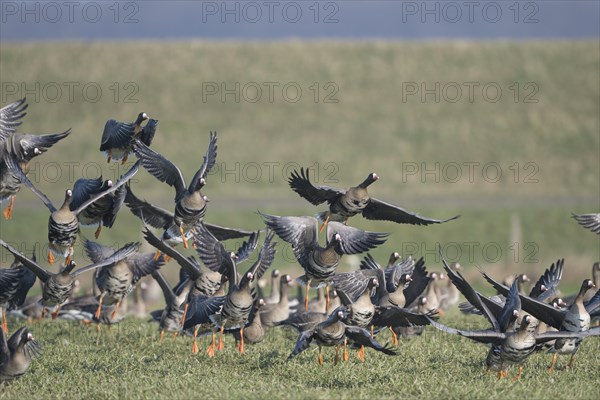 Greater white-fronted goose (Anser albifrons), flock of geese taking off, Bislicher Insel, Xanten,