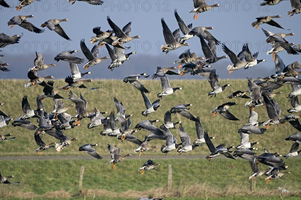 Greater white-fronted goose (Anser albifrons) and barnacle goose (Branta leucopsis), flock of geese