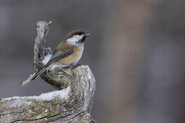 Grey-headed chickadee (Poecile cinctus), in the snow, Kaamanen, Finland, Europe