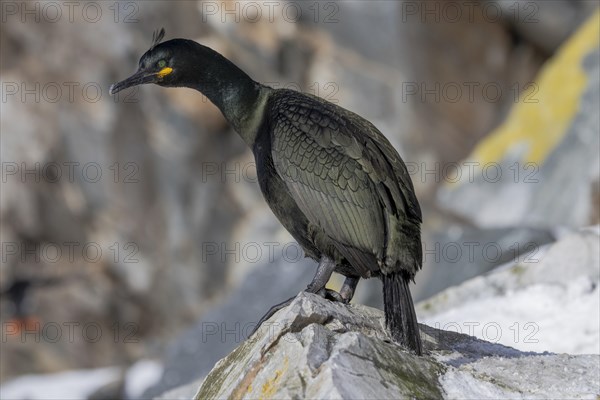 Common shag (Phalacrocorax aristotelis), feather crest, winter, in the snow, Hornoya, Hornoya,
