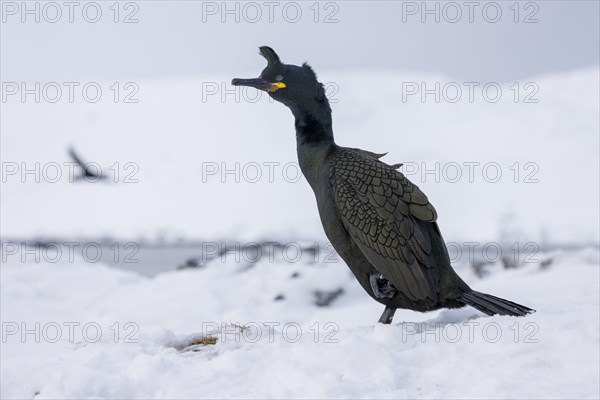 Common shag (Phalacrocorax aristotelis), feather crest, winter, in the snow, Hornoya, Hornoya,