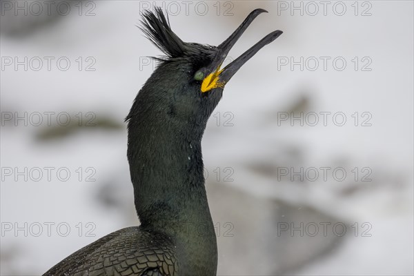 Common shag (Phalacrocorax aristotelis), portrait, calling, crest of feathers, winter, in the snow,