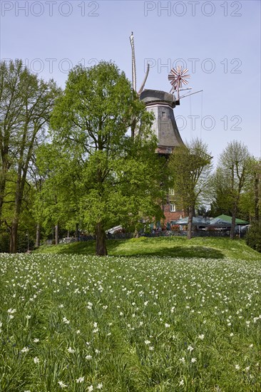 Mill Am Wall and flower field in the Wallanlagen in Bremen, Hanseatic City, State of Bremen,