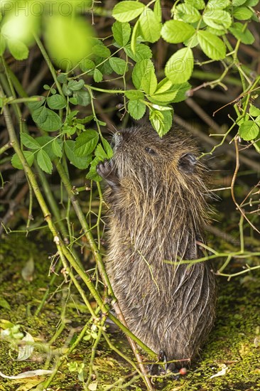 Nutria (Myocastor coypus) young animal standing on hind legs and eating leaf, Wilhelmsburg,