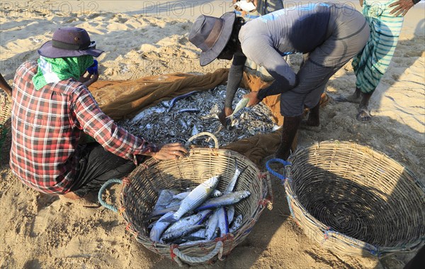 Traditional fishing hauling nets Nilavelli beach, near Trincomalee, Eastern province, Sri Lanka,