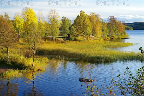 Autumn coloured trees on the calm water of a reedy lake, foliage colouring, Hoegbyn, Dals Langed,