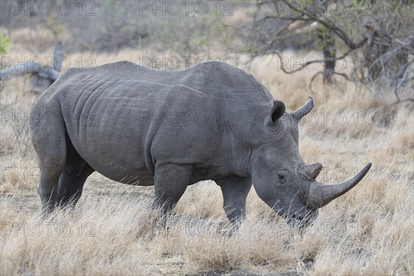 Southern white rhinoceros (Ceratotherium simum simum), adult female walking in dry grass, foraging,
