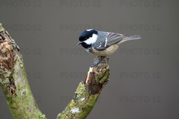 Coal tit (Parus ater), adult bird, Dingdener Heide nature reserve, North Rhine-Westphalia, Germany,