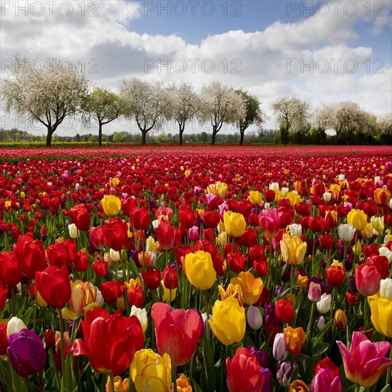 Splendid mixture on the tulip field in front of blossoming fruit trees, Grevenbroich, Lower Rhine,