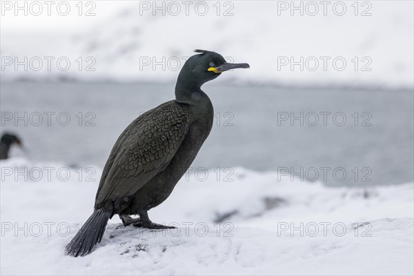 Common shag (Phalacrocorax aristotelis), feather crest, winter, in the snow, Hornoya, Hornoya,