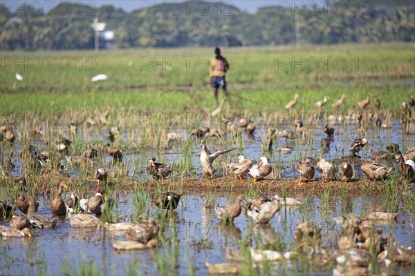 Ducks bathing on a flooded field, Indian man with umbrella watching, Kavanattinkara, Backwaters,