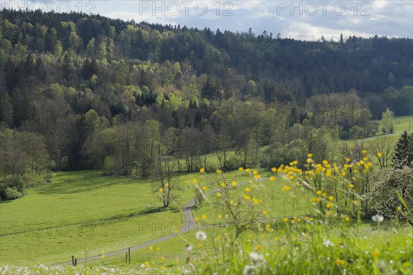 Spring in the Rottal near Wielandsweiler, Mainhardter Wald, Schwaebisch-Fraenkischer Wald Nature