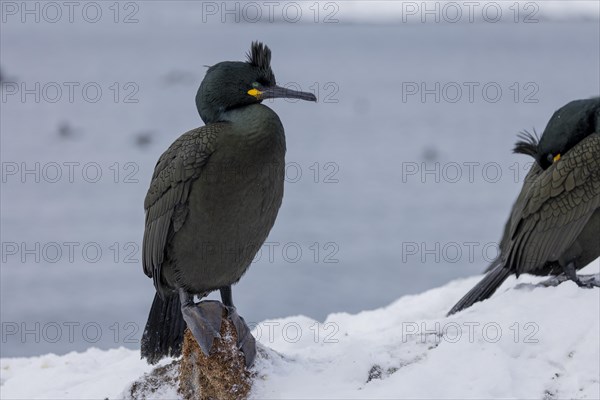 Common shag (Phalacrocorax aristotelis), feather crest, winter, in the snow, Hornoya, Hornoya,