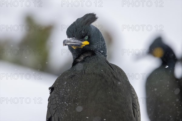 Common shag (Phalacrocorax aristotelis), plumage, winter, snow drift, Hornoya, Hornoya,