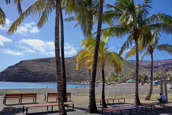 Palm trees on the beach of San Sebastian de La Gomera, La Gomera, Canary Islands, Spain, Europe