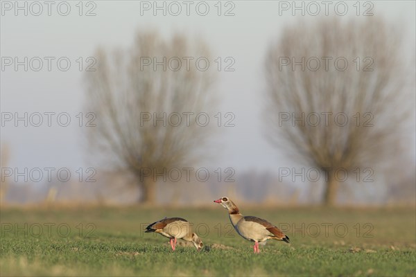 Egyptian goose (Alopochen aegyptiaca), pair, with pollarded trees in the background, Bislicher