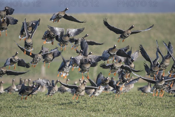 Greater white-fronted goose (Anser albifrons), flock of geese taking off, Bislicher Insel, Xanten,