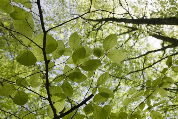 Beech in spring dress, Swabian-Franconian Forest nature park Park, photosynthesis, spring, April,