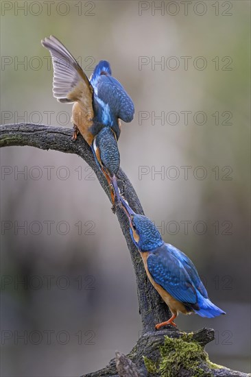 Common kingfisher (Alcedo atthis) Indicator of clean watercourses, courtship feeding, pair