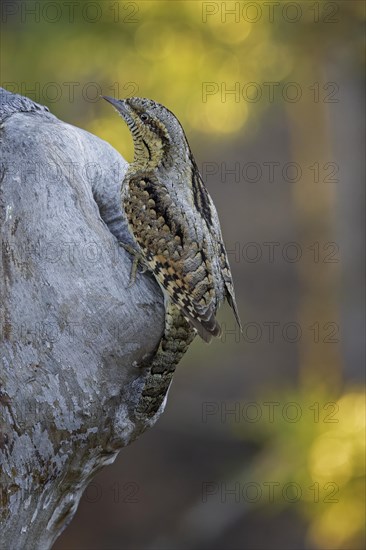 Eurasian Wryneck (Jynx torquilla) at breeding den in sunrise, spring, Middle Elbe Biosphere