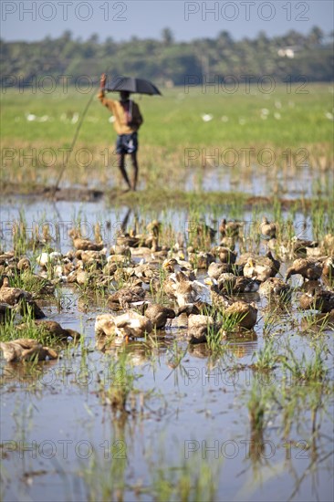 Ducks bathing on a flooded field, Indian man with umbrella watching, Kavanattinkara, Backwaters,