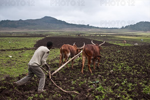 Farmer, man, ploughing a field, ox, Korem, Tigray state, Ethiopia. Korem and its surroundings