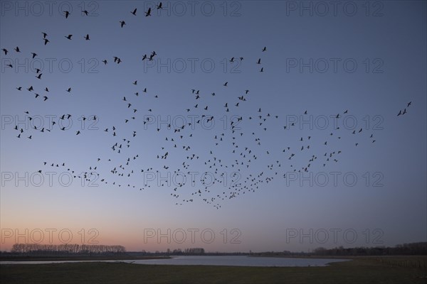 Barnacle goose (Branta leucopsis), flock of geese in flight at sunrise, starting from the roost,