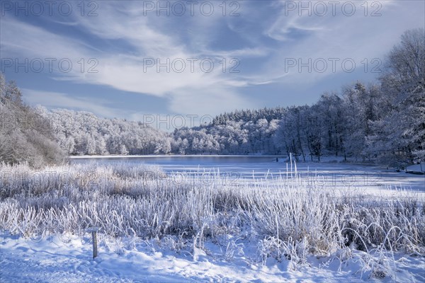 Holzmaar, in winter, nature reserve, Vulkaneifel, Rhineland-Palatinate, Germany, Europe