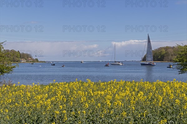 Thatched roof houses, herring fishing, sailing boat, boats, rape field, Rabelsund, Rabel, Schlei,