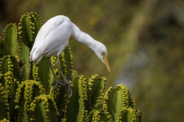 Cattle egret (Bubulcus ibis) on cactus hunting for flies, foraging, hunting, flowering cacti,