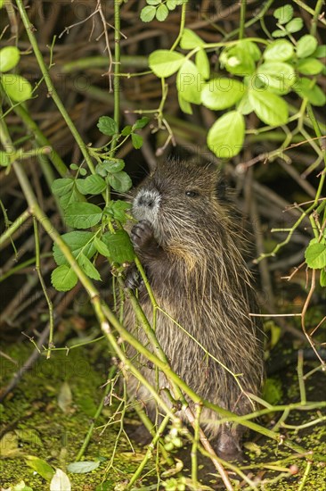 Nutria (Myocastor coypus) young animal standing on hind legs and eating leaf, Wilhelmsburg,