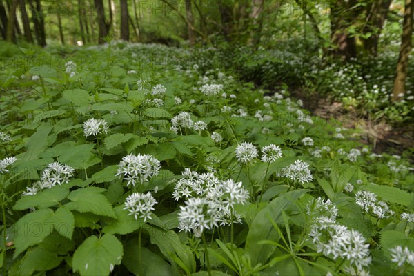 Ramson in bloom in the Kupfertal, Neufels, Neuenstein-Neufels, hiking, recreation, nature, copper,