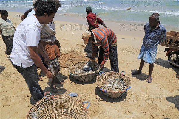 Traditional fishing hauling nets Nilavelli beach, near Trincomalee, Eastern province, Sri Lanka,