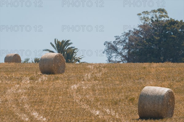 Beautiful panoramic view of hay bales in a uruguay farm field. Clear sky