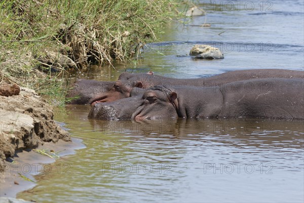 Hippopotamuses (Hippopotamus amphibius), two adult hippos in water, bathing in the Olifants River,
