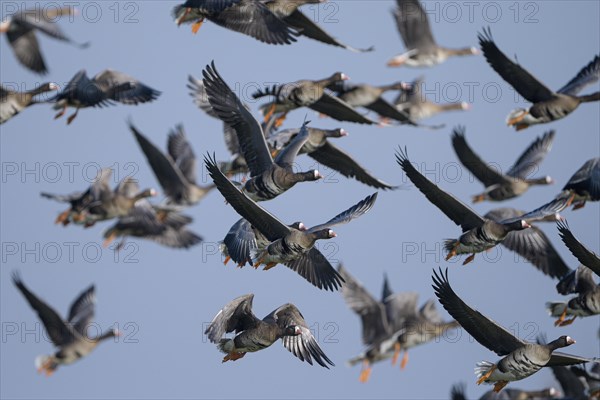 Greater white-fronted goose (Anser albifrons), flock of geese taking off, Bislicher Insel, Xanten,