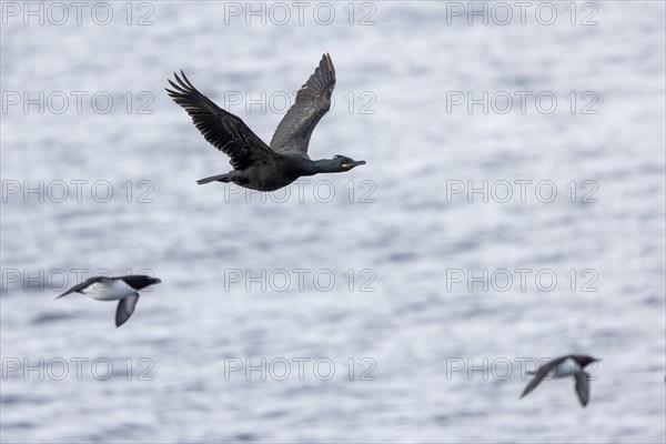 Common shag (Phalacrocorax aristotelis), flying, Common guillemot (Uria aalge) and Razorbill (Alca