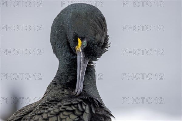 Common shag (Phalacrocorax aristotelis), portrait, plumage care, feathers, winter, in the snow,