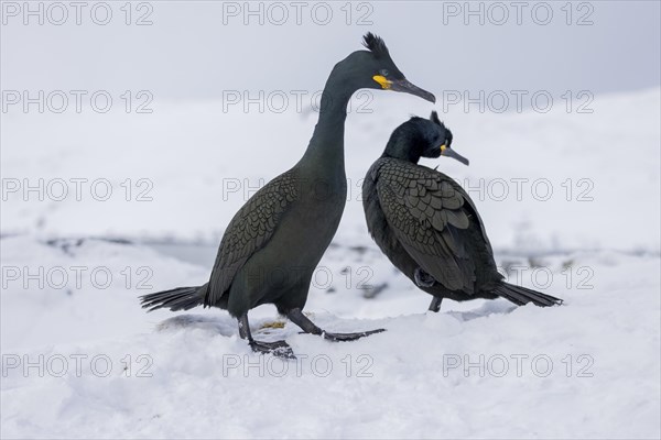 Common shag (Phalacrocorax aristotelis), pair, plumage, winter, in the snow, Hornoya, Hornoya,