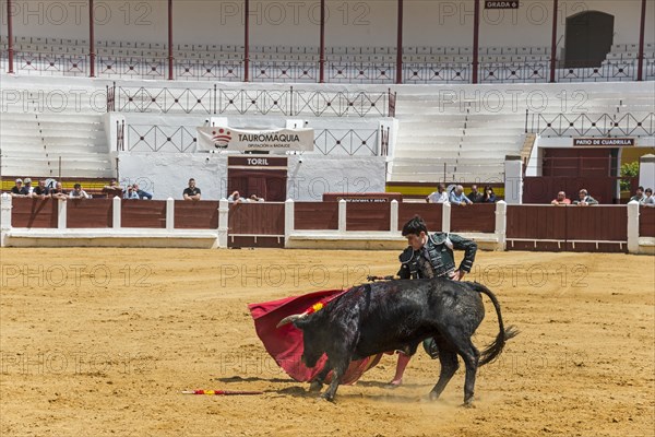 Matador in action with a bull in a bullfighting arena, dynamic scene, bullfighting, bullfighting
