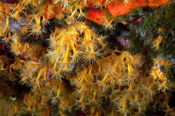 Close-up of polyps of passively poisonous marine animal Yellow cluster anemones (Parazoanthus