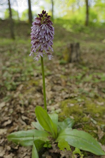 Northern marsh-orchid (Orchis purpurea), Orchid, Swabian-Franconian Forest nature park Park,