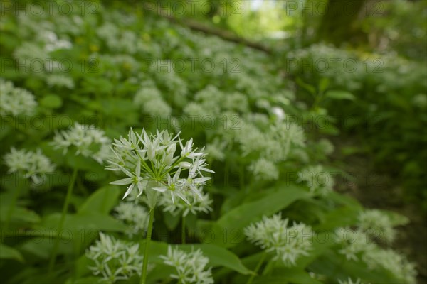 Ramson (Allium ursinum), wild vegetables, Swabian-Franconian Forest nature park Park, spring, May,