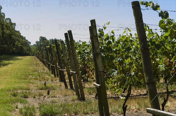Beautiful vine of European grapes in Uruguayan winery in Canelos region. Moscato grapes
