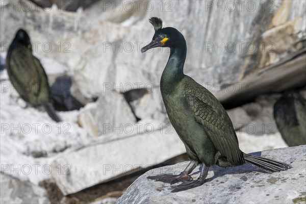 Common shag (Phalacrocorax aristotelis), feather crest, winter, in the snow, Hornoya, Hornoya,