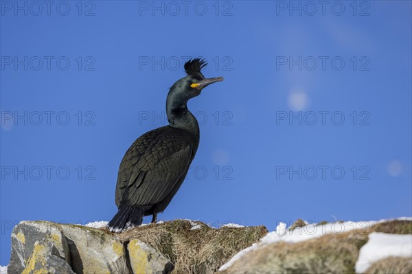 Common shag (Phalacrocorax aristotelis), feather crest, winter, in the snow, Hornoya, Hornoya,