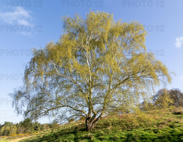 Silver birch tree in leaf, Betula pendula, early spring in Suffolk Sandlings heathland, Suffolk,