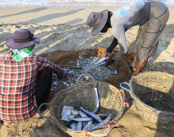 Traditional fishing hauling nets Nilavelli beach, near Trincomalee, Eastern province, Sri Lanka,