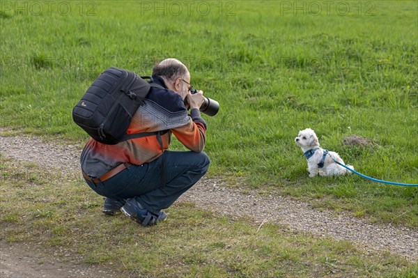 Elderly man photographing Bolonka Zwetna dog, Elbtalaue near Bleckede, Lower Saxony, Germany,